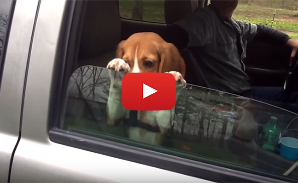 puppy not letting go of window