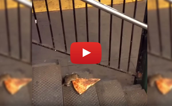 rat eating pizza