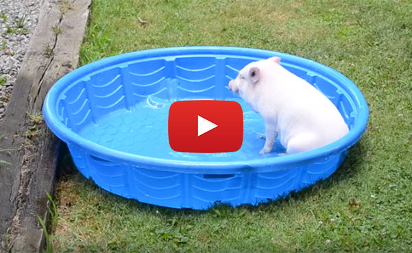 mini pig in pool