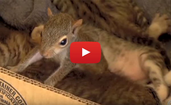 squirrel purrs like a kitten