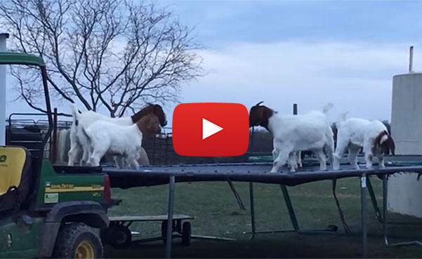 goats jumping on trampoline