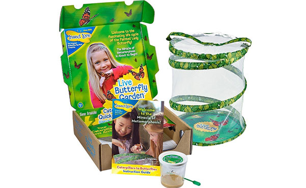 Amazon Live cup of Caterpillars