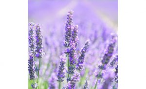 Lavender Flower Seed Mat Kit